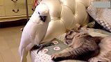 鹦鹉亲了猫一口,被猫发现,扭头装无辜,原来这才叫真爱