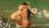 主人陪金毛在河里洗澡，接下来金毛的举动，看一次笑一次！