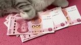 猫：别动，再动就挠你了，不客气。