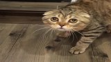 铲屎官播放《炖猫汤》，猫咪听后表情逐渐凝固