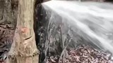 会喷水的树木，这是怎么回事呢