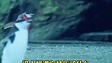 生命太过沉重，受伤企鹅不顾一切向着一个方向奔跑，只想回到妻儿身边