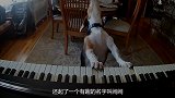 小狗为哄小主人吃饭，居然弹琴唱歌全精通，够厉害