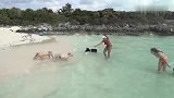 旅游-巴拿马“猪岛”可爱小猪陪你沙滩游