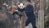 熊猫：劳资不想下去，你走开，你这个坏银，这画面太搞笑了