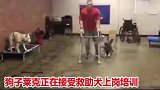 这条狗子它有自己的理想和目标