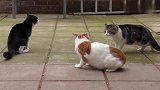 两只猫咪干架，奶牛猫：别打我！我只是路过的！