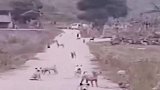 搞笑配音，哥们这两只猫上辈子怕是个洗衣机吧，还是个滚筒洗衣机