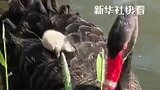 天鹅宝宝躺在天鹅妈妈的背上，舒服地享受着“日光浴”，网友：小时候看的插画原来是真的