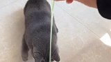 猫：这是啥呀，我咋从来没见过！