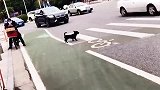 狗狗都知道走斑马线