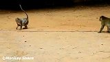 猴王求爱遭到拒绝，它看看自己的孩子放弃了，有趣
