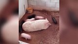 小猪一直在转圈圈，还是这么多只，真的是太萌了！