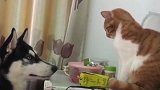 就为了一袋零食，二哈和橘猫对峙了一个小时，时间仿佛静止了