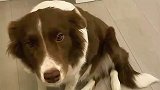 女生回家后狗狗就是这个样子，女生立马猜到它干坏事了