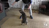 凶猛的比特犬让主人给逗急眼了，网友：咬合力挺好啊