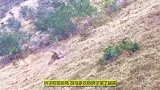 狮子捕猎斑马遭打脸，斑马：我可不是吃素的，捕猎场面很是精彩！