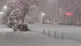 樱花都开了云南竟然又下起了大雪