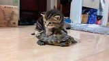 小奶猫：这是我新得的坐骑，威风吧