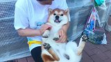真看不惯它无忧无虑的样子