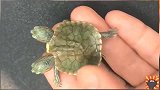 少见的双头乌龟，这两个丫头命中注定不平凡，乌龟中的贵龟