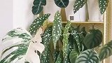 我家的3平米阳台，热植花园&晾衣服两不误