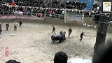 斗牛：猪猪侠第七轮被铁虎悍将打败，无缘冠军！