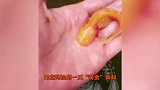 男子捡到“黄金”蝌蚪，难道是金蟾幼崽？长大后的模样出乎意料