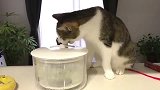 狸花猫：转来转去的转得我头晕，给老子停下