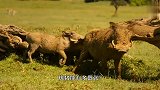 这是疣猪最幸运的一次，被野狗群围堵撕咬，迎面走来两只斑马搭救