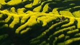 最美油菜花
