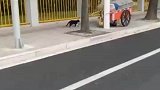 路遇野猫本想带它回家，没想到看到伙食以后惊呆了