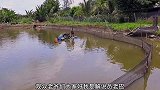 钓黄鳝特殊技法又来了！学会这招，过斤的黄鳝随便钓！