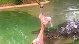 皮鞋鳄鱼吃大酱骨嘎嘎香，太解压了