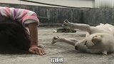 这狗子太搞笑了！主人假装倒地！它居然跟着模仿!