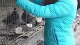 农村大学生毕业就回家养鸽，一年之后，买车买房