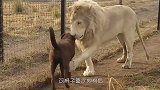 狗狗误入狮笼，狮子却上前和它亲密握手，看得游客一脸懵逼