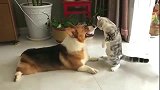 狸花猫：哎呦，我必须要站稳，不能从气势上输了！