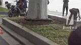 西湖边“一家10口”第一次出街，市民接力护送刚出生的“宝宝们”过马路，这样的暖心守护已是第9年！
