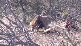 雄狮捕获大猎物，带老婆一起分享！
