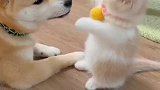 千万不要得罪小猫咪！