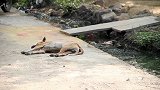 狗狗见到大老虎抱枕就跑啦