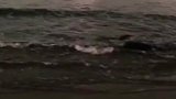 女子在海边散步发现一只海豚搁浅在沙滩上