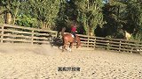 世界上最小的马，身高只有30厘米，号称马界法拉利