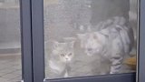 测试一下猫咪的反应速度，猫咪路障挑战！
