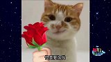 猫咪的戏真多，有时候真的怀疑猫的智商