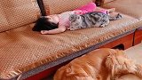 这个小祖宗一睡觉，家里的小狗和小猫就成了这样，这保镖真称职