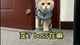 带猫上班的第9天，boss的女朋友竟然要收买我的猫？！萌宠 猫 萌宠出道计划 萌宠成精了 办公室日常