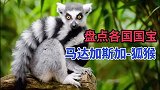 各个国宝，没有一点与众不同还真不好当国宝
