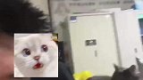 主人呼喊小猫，没想到猫咪竟会礼貌回礼